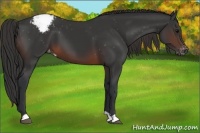 Horse Color:Brown Appaloosa 
