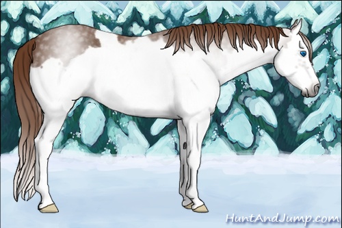 Horse Color:Gray Chestnut Splash Frame 