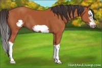 Horse Color:Bay Splash Frame 