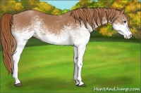Horse Color:White Spotted Chestnut 
