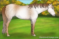 Horse Color:Gray Gold Champagne 