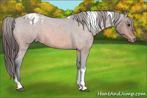 Horse Color:Bay Roan Tobiano Appaloosa