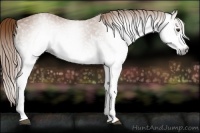 Horse Color:Gray White Spotted Chestnut 