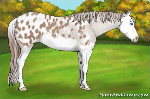 Horse Color:Classic Champagne Splash Appaloosa 