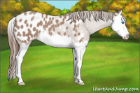 Horse Color:Classic Champagne Splash Appaloosa 