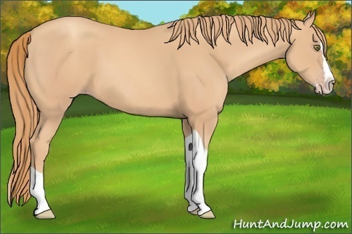 Horse Color: Gold Champagne Splash Tobiano 
