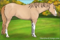 Horse Color:Gold Champagne Splash Tobiano 
