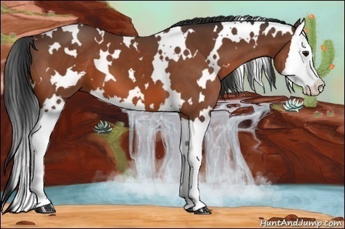 Horse Color: White Spotted Bay Splash 