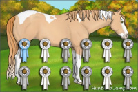 Horse Color:Gold Champagne Splash Tobiano 