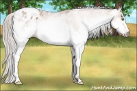 Horse Color:Gray White Spotted Silver Amber Champagne Frame Blanket 