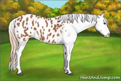 Horse Color: Chestnut Splash Blanket 