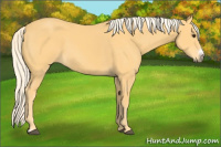 Horse Color:Palomino Frame 