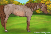 Horse Color:Red Roan 