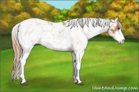 Horse Color:Chestnut Sabino 