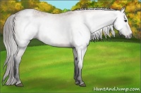 Horse Color:Gray Bay Appaloosa 