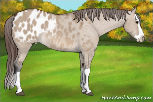 Horse Color:Bay Dun Splash Appaloosa Rabicano