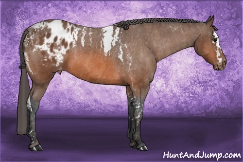 Horse Color: Bay Splash Tobiano Blanket  Brindle
