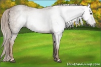 Horse Color:Gray Chestnut Blanket