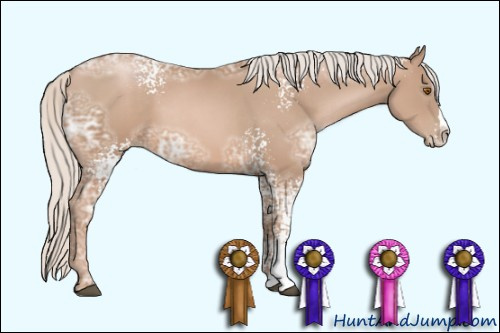 Horse Color: Unknown 