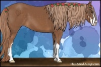 Horse Color:Chestnut Sabino 