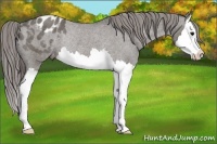 Horse Color:Grullo Splash Appaloosa Rabicano 