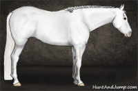 Horse Color:White Spotted Silver Grullo Appaloosa 