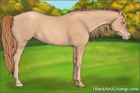 Horse Color:Gold Champagne 