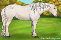 Horse Color:Chestnut Appaloosa 