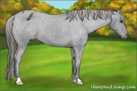 Horse Color:Black Appaloosa