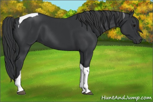 Horse Color: Black Tobiano 