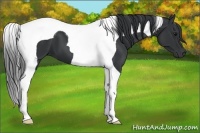 Horse Color:Black Tobiano 