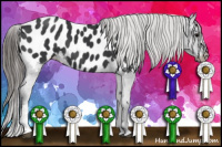 Horse Color:Black Appaloosa 