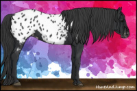 Horse Color:Black Near Leopard 