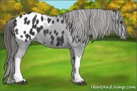 Horse Color:Black Appaloosa 
