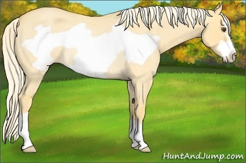 Horse Color:Palomino Roan Dun Frame Rabicano 