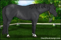 Horse Color:Black Rabicano 