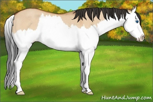 Horse Color: Bay Dun Sabino Splash Rabicano 
