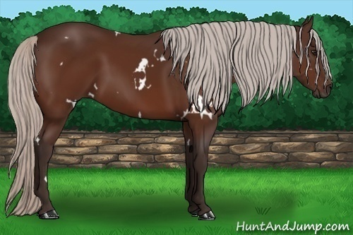 Horse Color: White Spotted Silver Bay 