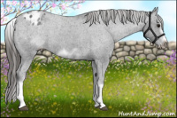 Horse Color:White Spotted Blue Roan Splash Frame Appaloosa
