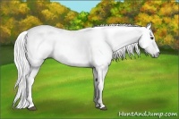 Horse Color:Gray Chestnut  Brindle