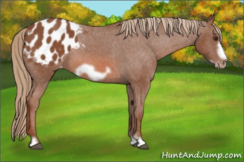 Horse Color: Liver Chestnut Frame Blanket 