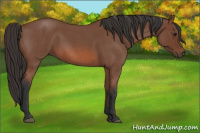Horse Color:Bay Roan 
