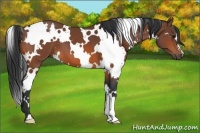 Horse Color:White Spotted Bay 