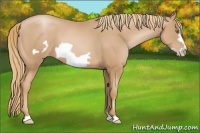 Horse Color:Chestnut Pearl Frame