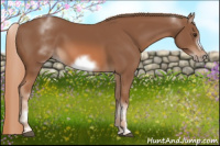 Horse Color:White Spotted Chestnut Frame 