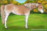 Horse Color:White Spotted Chestnut