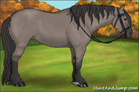 Horse Color:Smoky Grullo