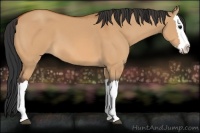 Horse Color:Bay Dun Splash 