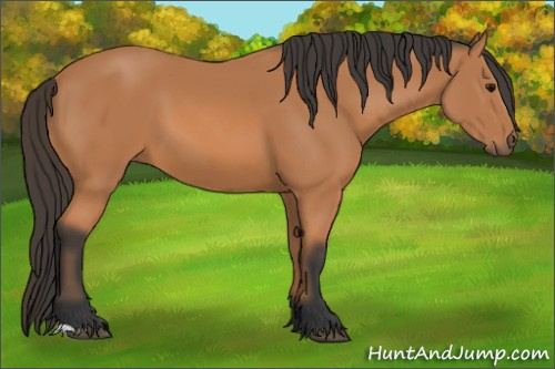 Horse Color: Bay 