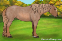 Horse Color:Red Roan 